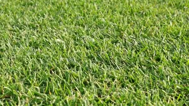 Dolly del campo de fútbol en un estadio — Vídeo de stock