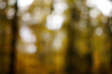 Sarı bokeh, doğa ormanının arka planında odak dışı.