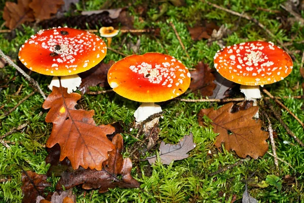 Jesień, czas na grzyby takie jak ta mucha agaric z czerwonym kapturem i białymi kropkami. — Zdjęcie stockowe