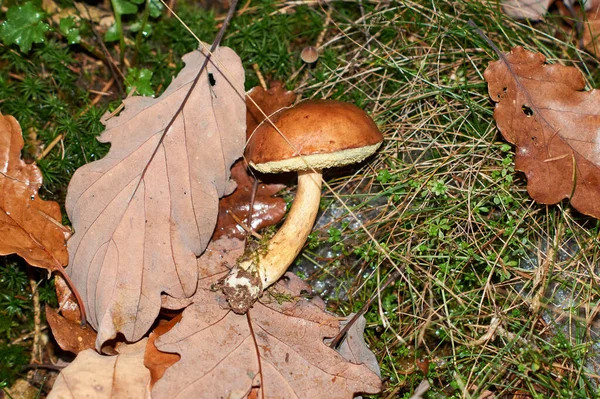 Suillus luteus w suchym, jesiennym drewnie iglastym — Zdjęcie stockowe