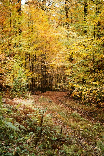 Rot und orange Herbstblätter Hintergrund. Draußen. Buntes Hintergrundbild gefallener Herbstblätter, perfekt für den saisonalen Einsatz. Raum für Text. — Stockfoto