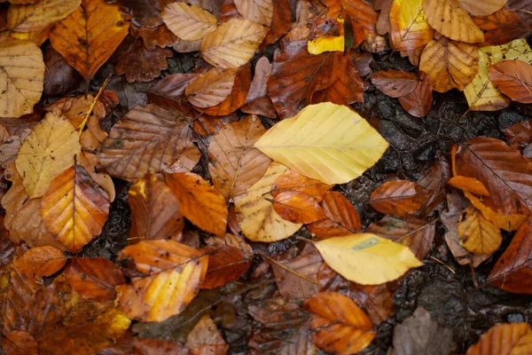 Rosso e arancione autunno lascia sfondo. All'aperto. Immagine backround colorata di foglie autunnali cadute perfetta per l'uso stagionale. Spazio per testo. — Foto Stock