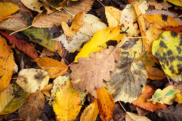 Rosso e arancione autunno lascia sfondo. All'aperto. Immagine backround colorata di foglie autunnali cadute perfetta per l'uso stagionale. Spazio per testo. — Foto Stock