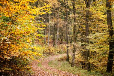 Kırmızı ve turuncu sonbahar yaprakları arka planda. Açık havada. Düşen sonbahar yapraklarının renkli arkaplan resmi mevsimsel kullanım için mükemmel. Metin için boşluk.