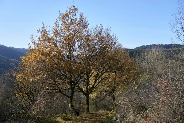 秋天山毛榉叶 枝条上的黄叶映衬着蓝天 有广阔的复制空间 — 图库照片