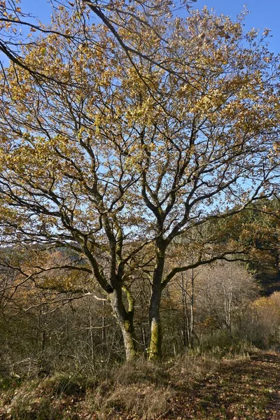 秋天山毛榉叶 枝条上的黄叶映衬着蓝天 有广阔的复制空间 — 图库照片