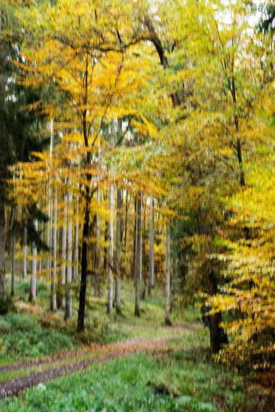 Hojas Haya Otoño Hojas Amarillas Ramas Contra Cielo Azul Con — Foto de Stock