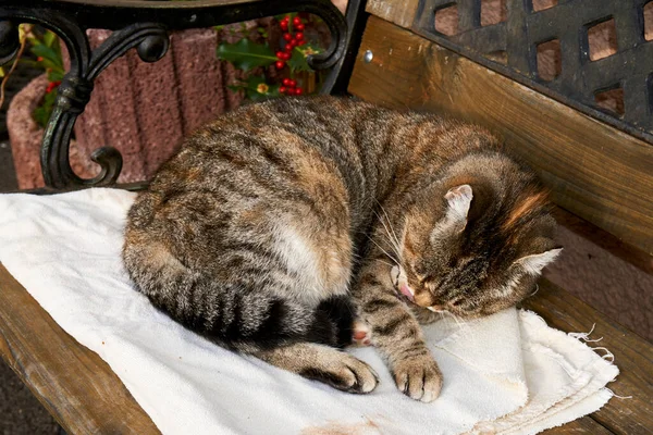 Лінивий Товстий Кіт Лежить Спить Дивані — стокове фото