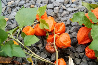Daldaki kırmızı kabuktaki bitki örtüsü, Physalis Peruviana.