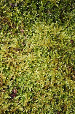 Yeşil yosun arkaplan dokusu doğada güzeldir.