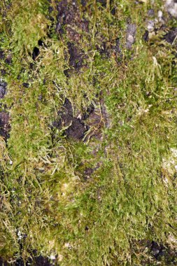 Yeşil yosun arkaplan dokusu doğada güzeldir.