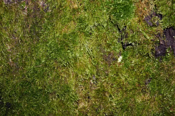 緑の苔の背景のテクスチャが美しい — ストック写真