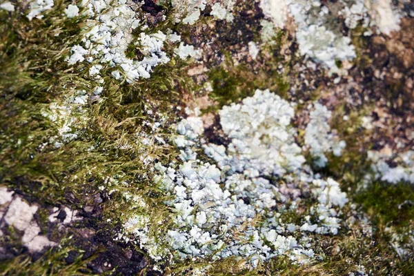 Textura Fondo Musgo Verde Hermosa Naturaleza — Foto de Stock