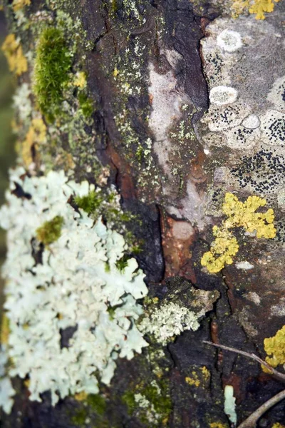 Bouclier Moucheté Rugueux Lichen Punctelia Rudecta Avec Thalle Foliacé Bleu — Photo