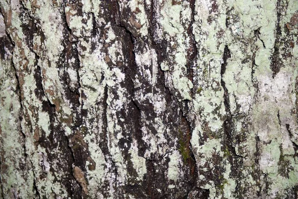 Escudo Moteado Áspero Liquen Punctelia Rudecta Con Talo Folioso Azul — Foto de Stock