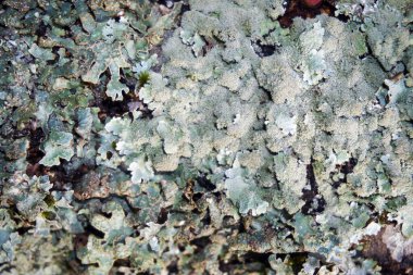 Dalgalı benekli kalkan liken Punctelia rudecta mavi-yeşil yapraklı thallus, isidia.