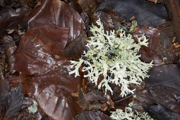 Hrubý Skvrnitý Štít Lišejník Punctelia Rudecta Modrozeleným Listím Thallus Isidia — Stock fotografie