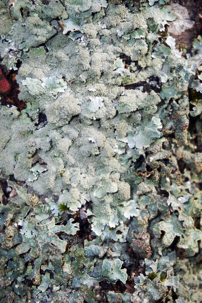 青い緑の葉のサルーサとラフ斑点シールドLichen Punctelia Rudecta Sidia — ストック写真