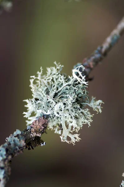 Hrubý Skvrnitý Štít Lišejník Punctelia Rudecta Modrozeleným Listím Thallus Isidia — Stock fotografie