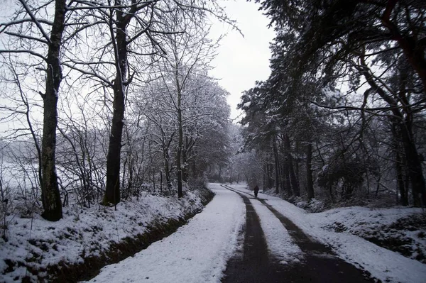 Фото Пейзажа Зимой Снегом Туманом Деревьями — стоковое фото