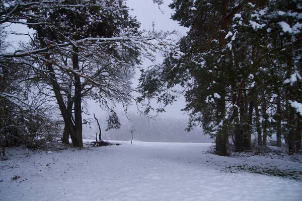 Landschaftsbild Winter Mit Schnee Nebel Und Bäumen — Stockfoto