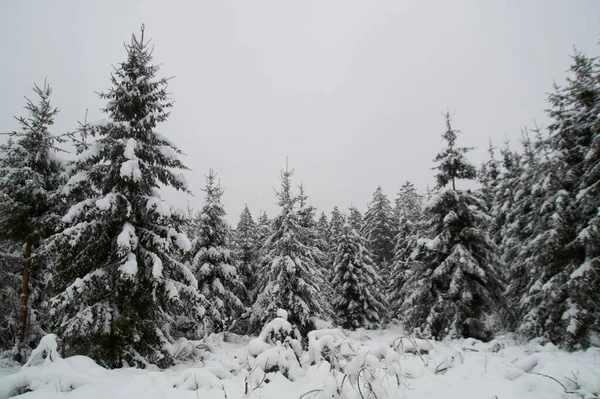 Темный Зимний Пейзаж Заснеженными Деревьями — стоковое фото
