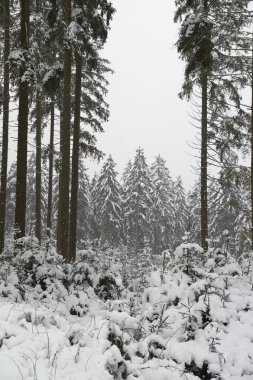 Karla kaplı ağaçlarla kaplı kara kış manzarası