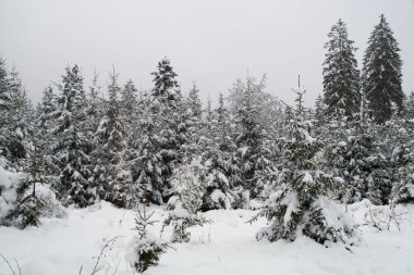 Eifel 'de kışın çekilen manzara fotoğrafı bulutlu bir gökyüzünün altında kar, kozalaklı ağaçlar ve yaprak döken ağaçlar görebilirsiniz.