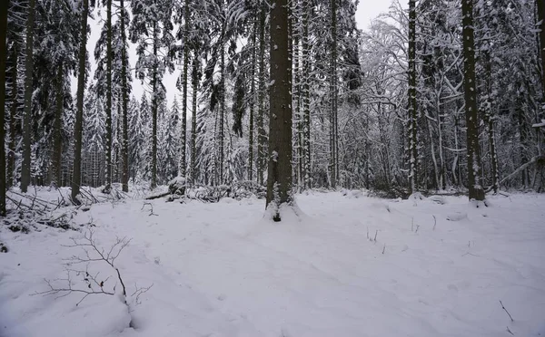 Fotografia Krajobrazu Zimą Eifel Niemcy Pod Zachmurzonym Niebem Można Zobaczyć — Zdjęcie stockowe