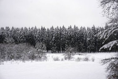 Eifel 'de kışın çekilen manzara fotoğrafı bulutlu bir gökyüzünün altında kar, kozalaklı ağaçlar ve yaprak döken ağaçlar görebilirsiniz.