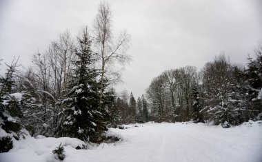 Eifel 'de kışın çekilen manzara fotoğrafı bulutlu bir gökyüzünün altında kar, kozalaklı ağaçlar ve yaprak döken ağaçlar görebilirsiniz.