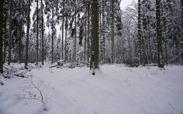 Fotografia krajobrazu zimą w Eifel - Niemcy pod zachmurzonym niebem, można zobaczyć śnieg, iglaste i liściaste drzewa. — Zdjęcie stockowe