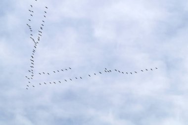 Kuşların geçişinde sık kullanılan vinçler. Yıllık sonbahar göçü