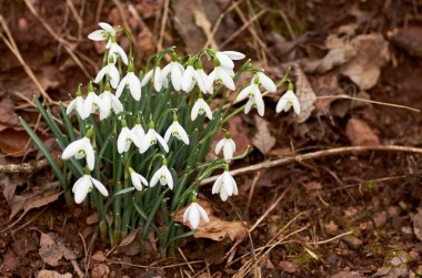 Kardamlaları, ormandaki ilk ilkbahar çiçekleri..
