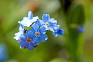 Myosotis, unutma beni Eifel 'de değil, Almanya' nın baharda fotoğrafı çekildi.