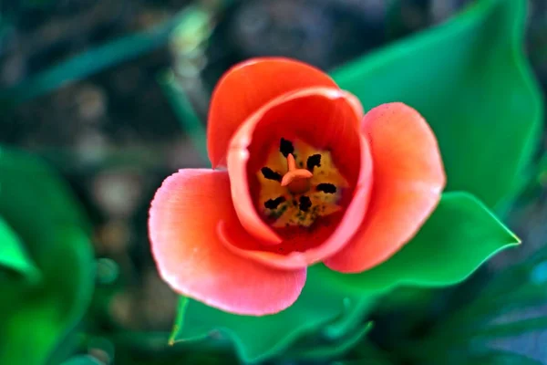 Tulipas Vermelhas Primavera Fotografado Contra Fundo Borrado Jardim — Fotografia de Stock