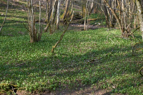 Ramsons Wilde Knoflook Allium Ursinum Natuurlijk Groeien Duitsland — Stockfoto