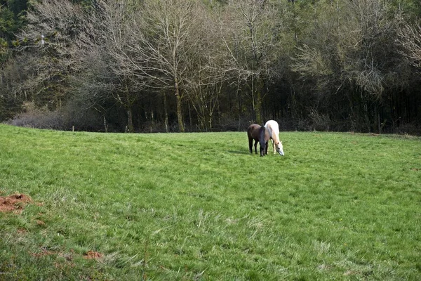 馬のパドックの白と茶色の馬 — ストック写真