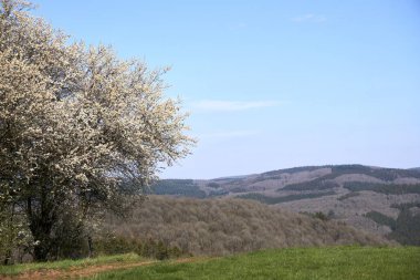 Almanya 'da bulutların, otların ve dağların manzarası, İlkbaharda Rhineland-Palatinate' de Vulkaneifel.
