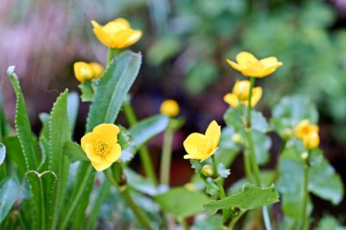 Caltha palustris, marsh-marigold ve kingcup olarak da bilinir, düğün çiçeği familyasından küçük ve orta büyüklükte bir bitkidir..