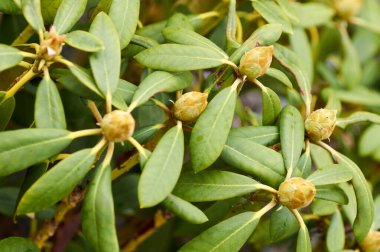 Rhododendron - tomurcuklar baharda Almanya 'da çekildi