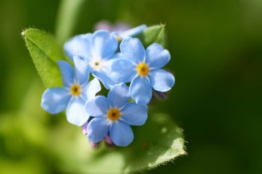 Myosotis, unutma beni Eifel 'de değil, Almanya' nın baharda fotoğrafı çekildi..