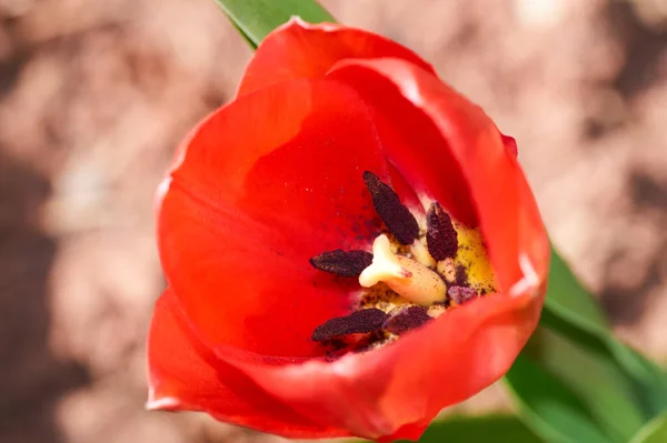 Primeiro Botão Tulipa Vermelha Florescendo Canteiro Flores Primavera — Fotografia de Stock