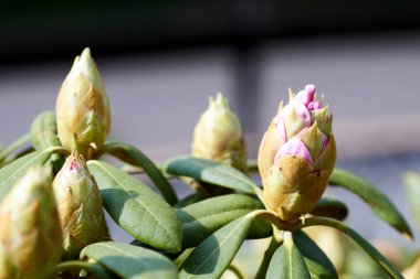 Rhododendron - tomurcuklar baharda Almanya 'da çekildi