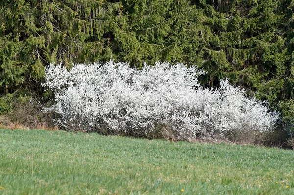 Weiße Kirschblüte Frühling Der Eifel Fotografiert — Stockfoto