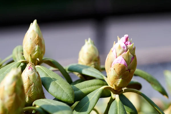 Rhododendron Buds Photographed Germany Spring — Stock Photo, Image