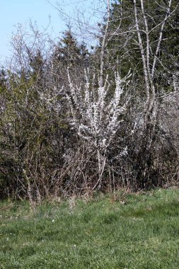 Almanya 'da ilkbaharda meyve ağacı çiçek açar.