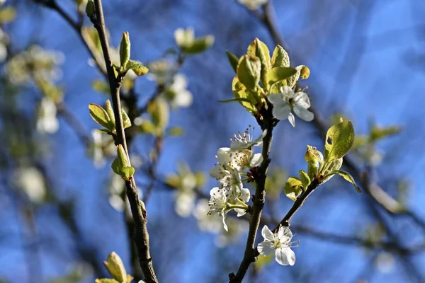 Les arbres fruitiers fleurissent au printemps en Allemagne — Photo