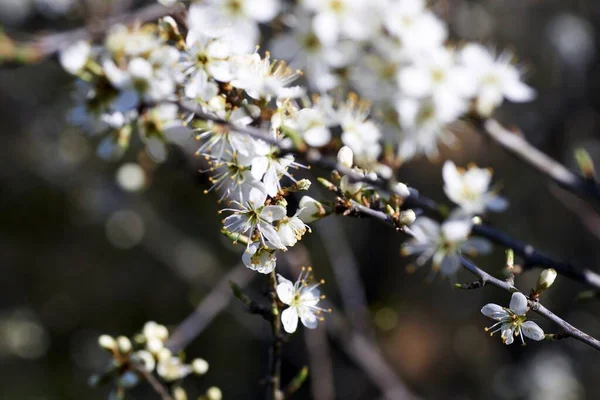 Les arbres fruitiers fleurissent au printemps en Allemagne — Photo