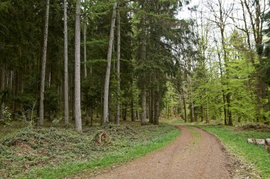 İlkbaharda bir ormanda yürüyüş yolu, genç yeşil yapraklar